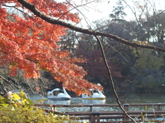 井の頭公園の紅葉