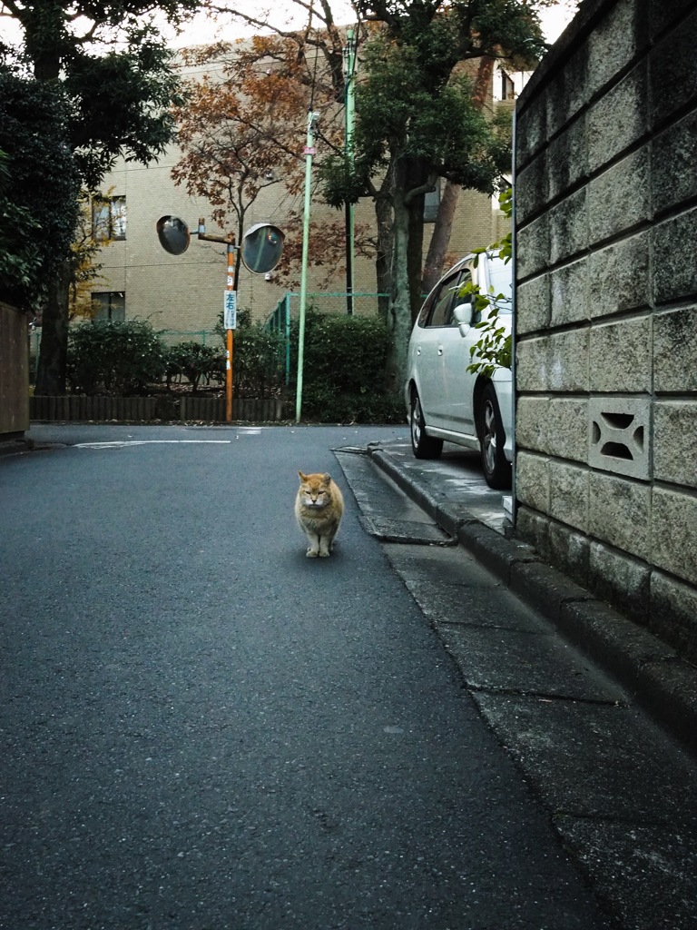 近所の老猫