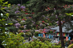 塩船観音寺つつじまつり