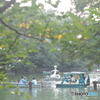 井の頭公園の平和な光景