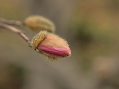 ハクモクレンの蕾