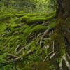 常寂光寺の苔木