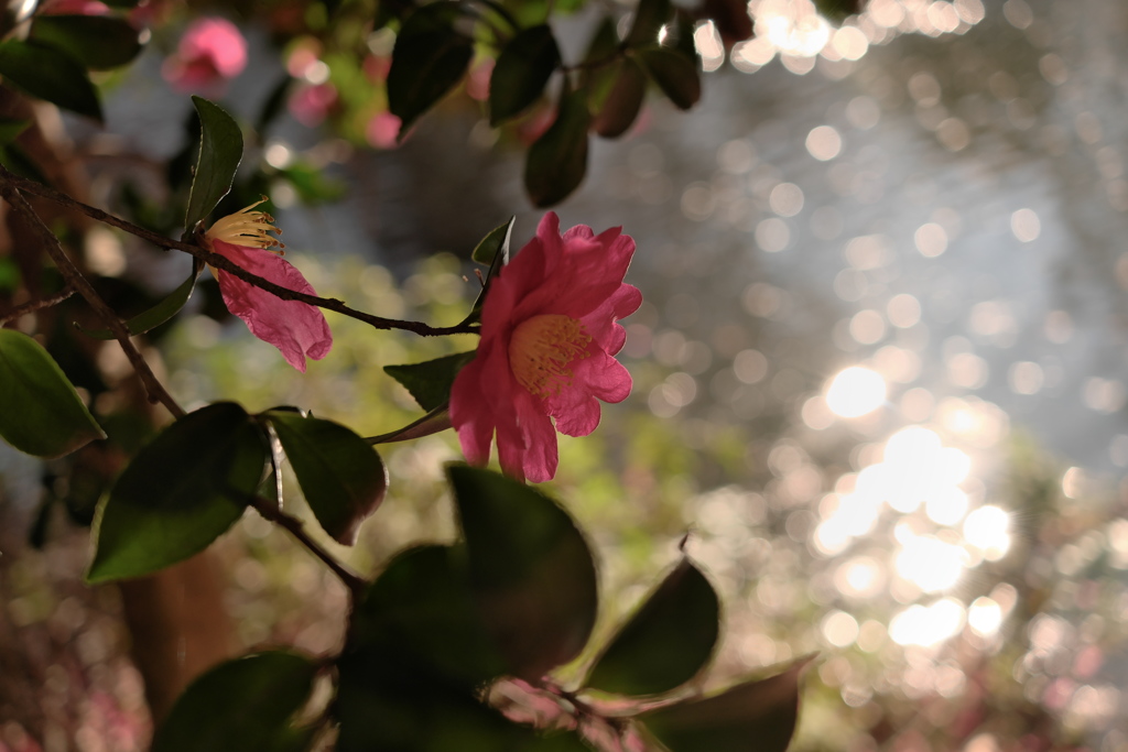 井の頭公園の山茶花