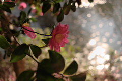 井の頭公園の山茶花