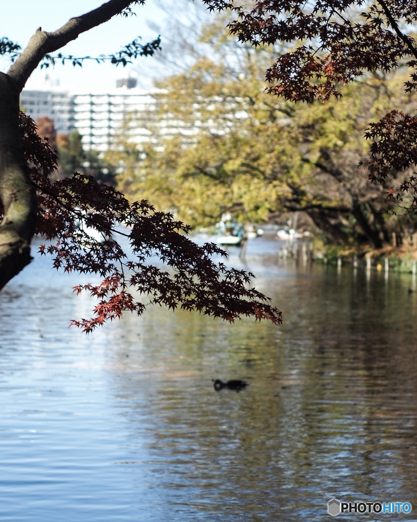 快晴の井の頭公園