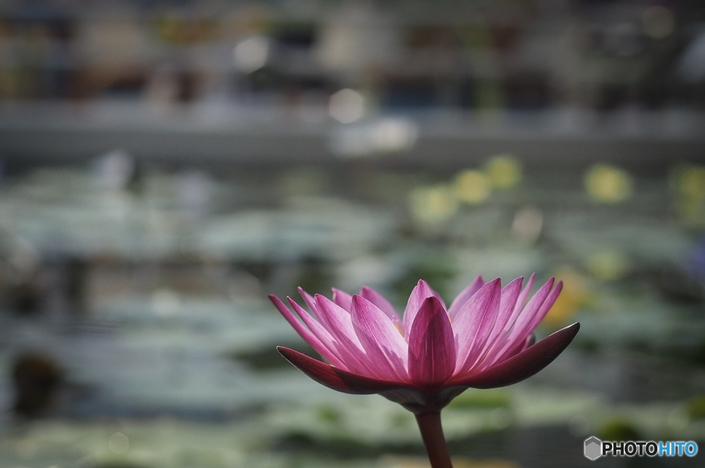 神代植物公園の大温室内のスイレン