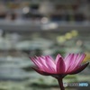 神代植物公園の大温室内のスイレン