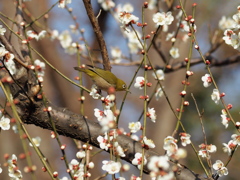 神代植物公園・多様性センターで梅メジロ２