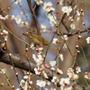 神代植物公園・多様性センターで梅メジロ２