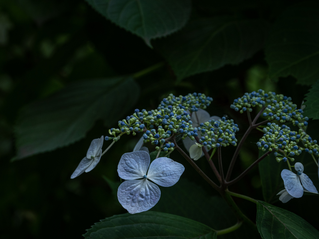 善福寺公園アジサイ