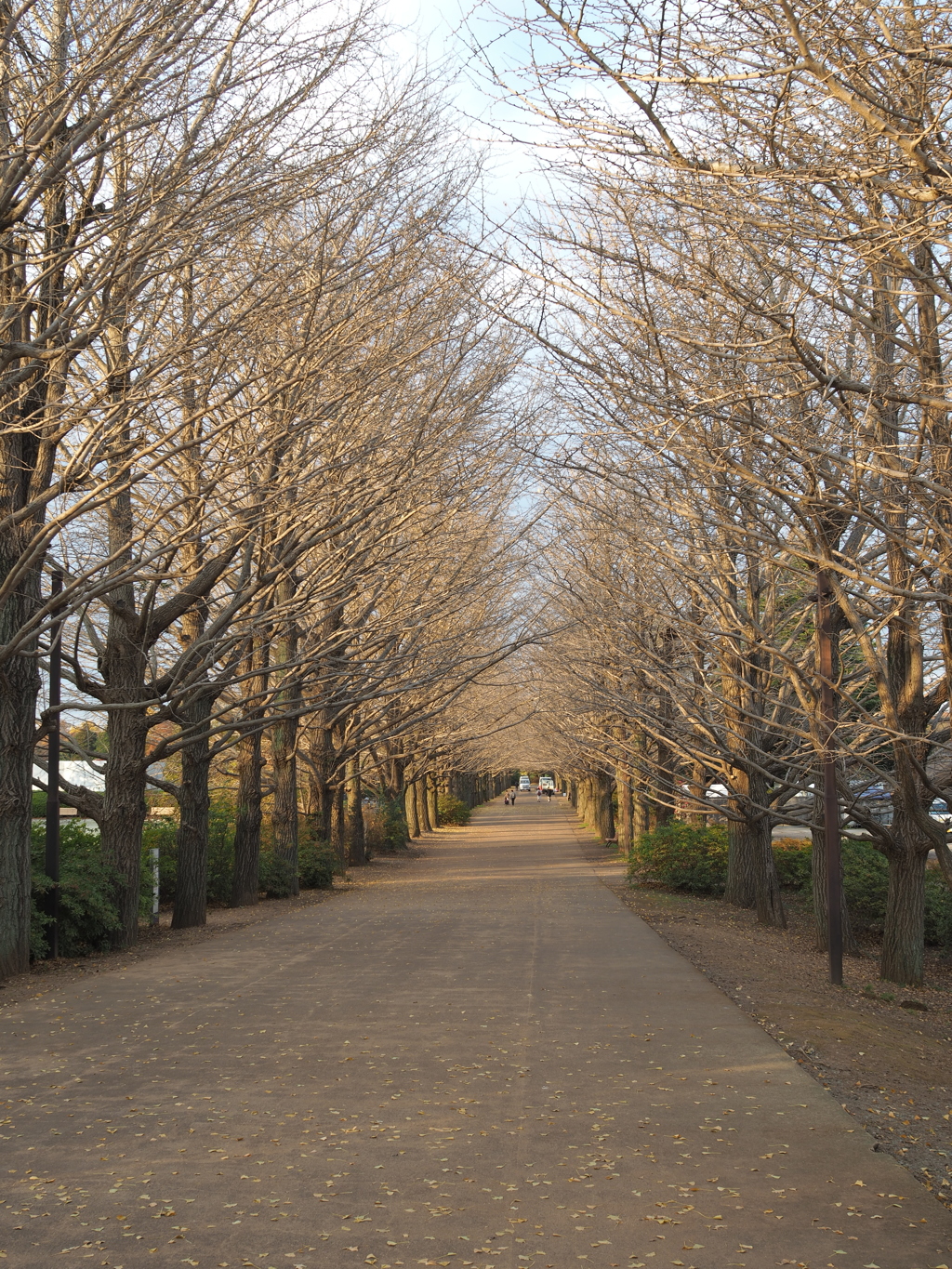 昭和記念公園のいちょう並木（散った後）