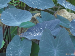 神代植物公園温室シリーズ1