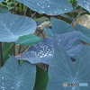 神代植物公園温室シリーズ1