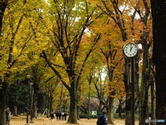 井の頭公園の広場付近