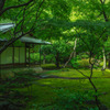 旧古河庭園・日本庭園１