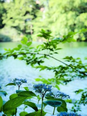 水辺の紫陽花