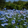 神代植物公園のネモフィラ