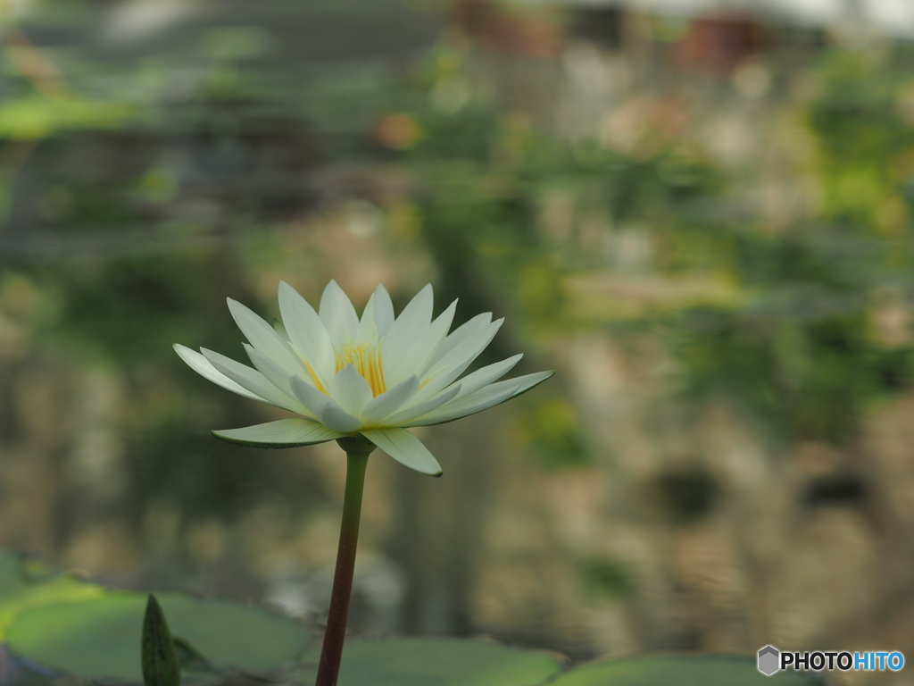神代植物公園温室シリーズ4