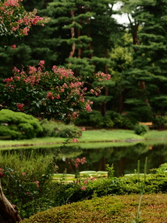 神代植物公園1