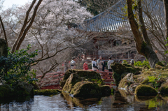 醍醐寺 観音堂と桜を望む