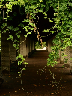 神代植物公園2