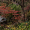 三渓園の紅葉