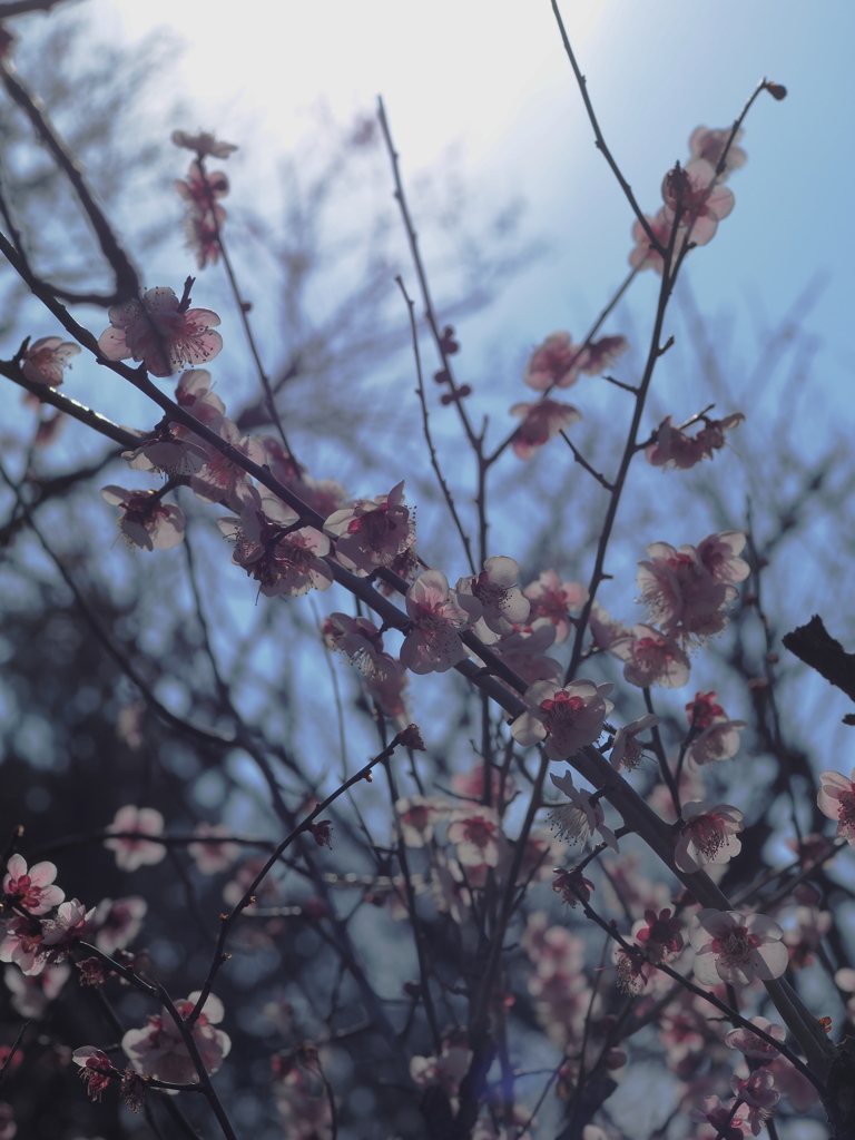 神代植物公園の梅園