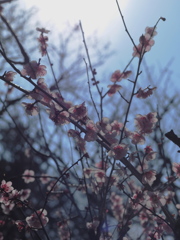 神代植物公園の梅園