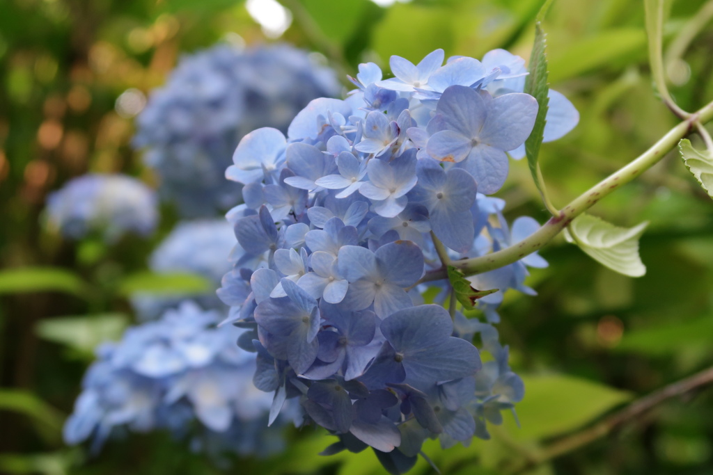 鎌倉明月院の紫陽花です