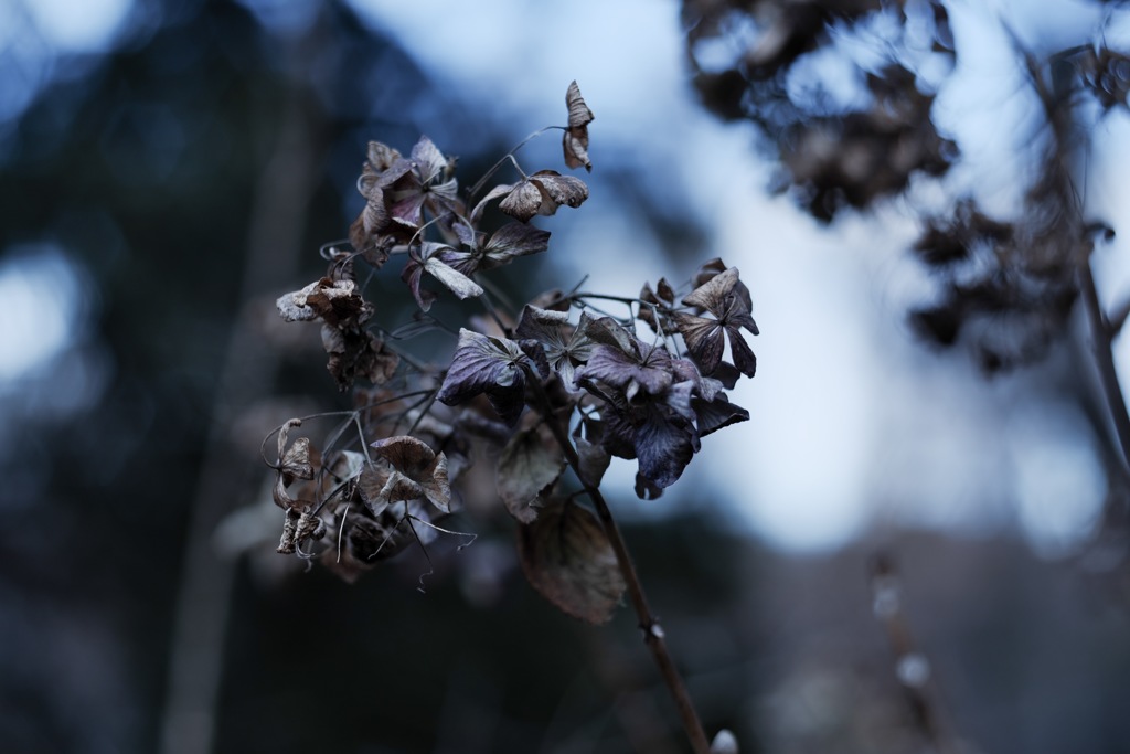 枯れ紫陽花2