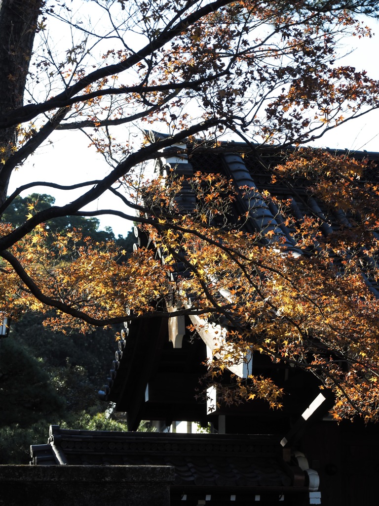 皇居の乾通りの一般公開での紅葉