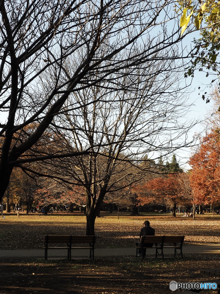 井の頭公園の紅葉スナップ2