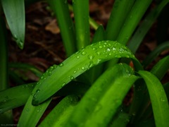 雨上がり