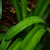 雨上がり