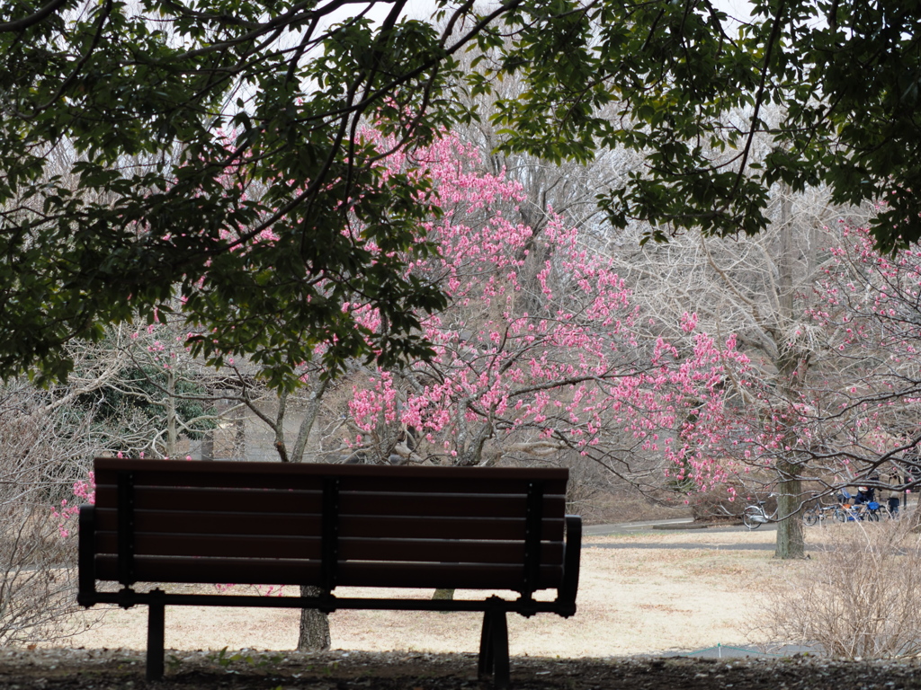 昭和記念公園の梅の木