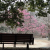 昭和記念公園の梅の木