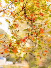 京王百草園の紅葉（見頃前）