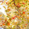 京王百草園の紅葉（見頃前）