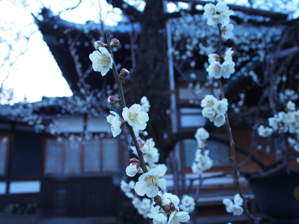 吉祥寺・月窓寺の梅