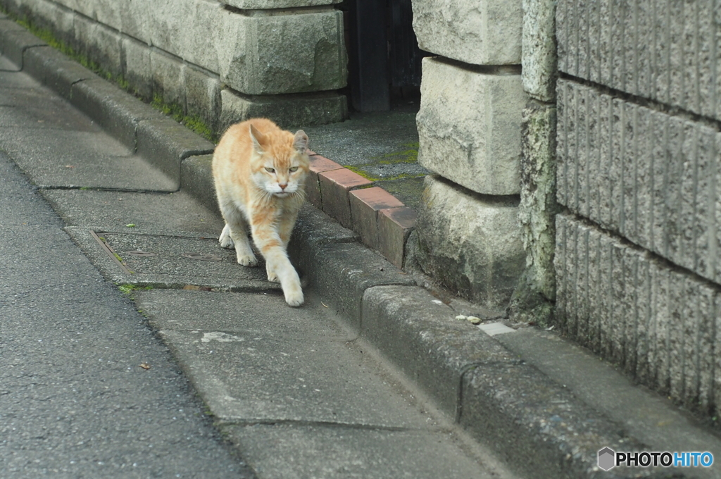 近所の老猫3