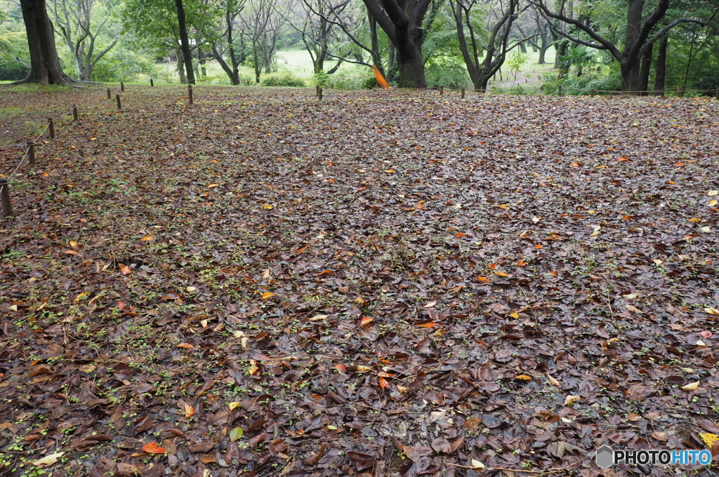 雨の昭和記念公園1