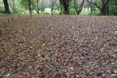 雨の昭和記念公園1