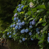 飛鳥山公園あじさい３