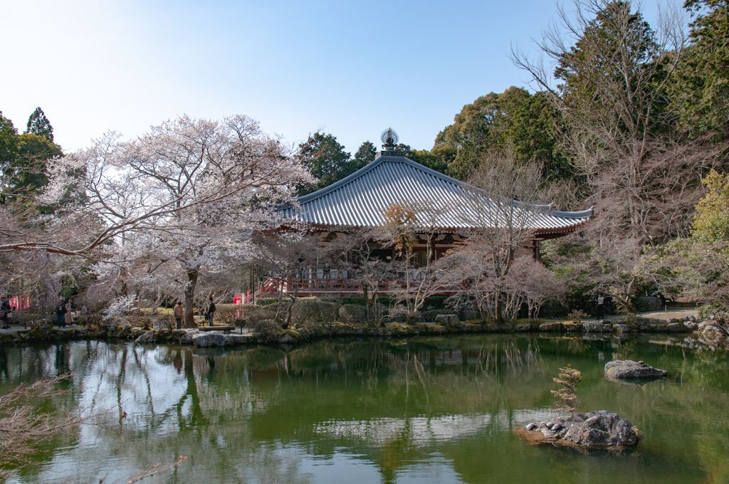 醍醐寺の弁天池と桜