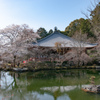 醍醐寺の弁天池と桜