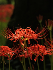 野川公園の曼珠沙華3