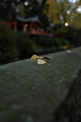 いちょう