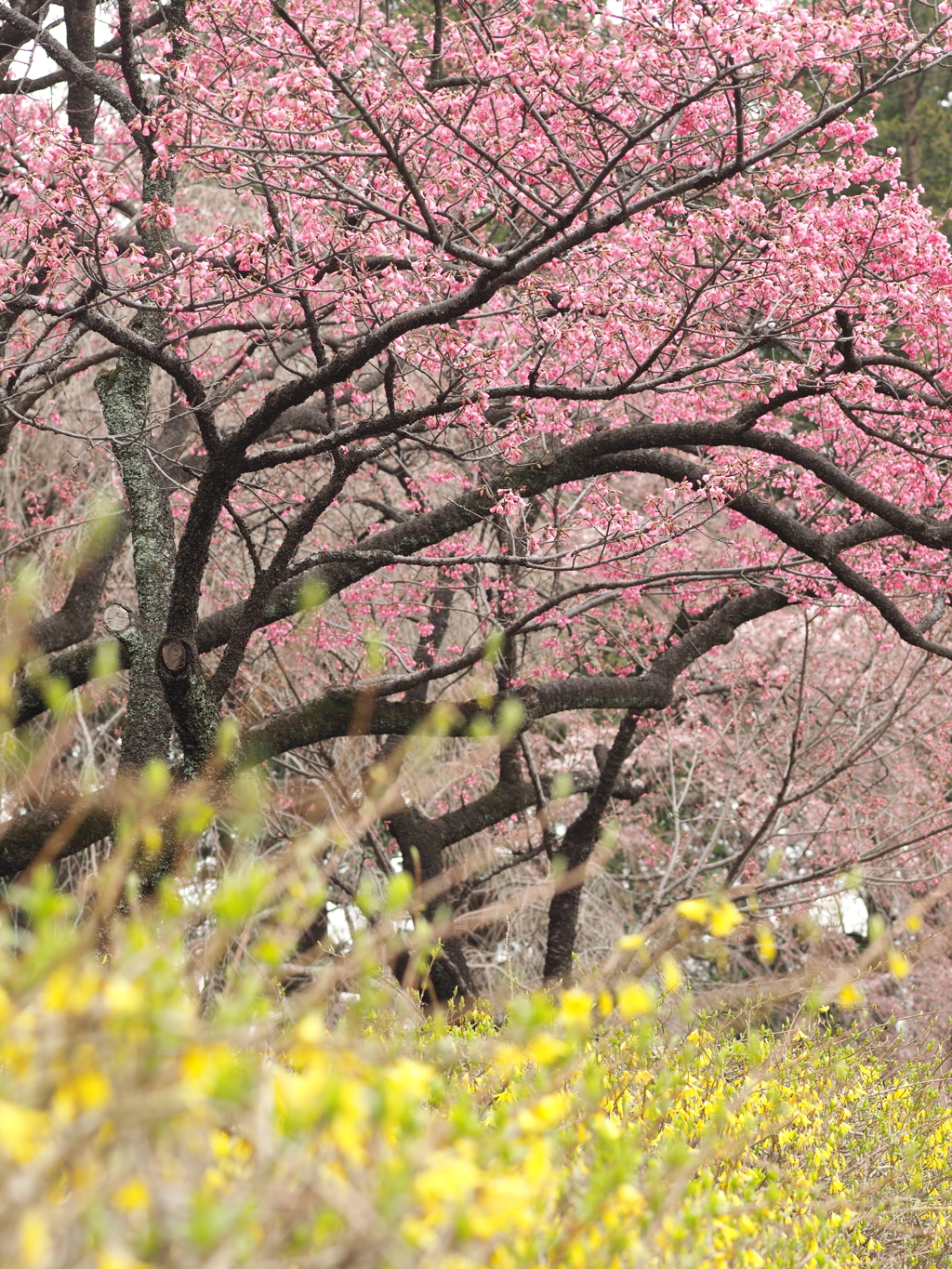 寒緋桜