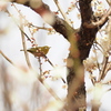 神代植物公園・多様性センターで梅メジロ