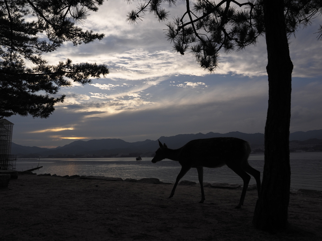 宮島の鹿さん